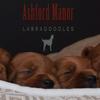 undefined Ashford Manor Labradoodles