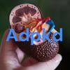 undefined Autosomal Dominant Polycystic Kidney Disease