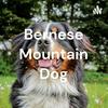 undefined Bernese Mountain Dog