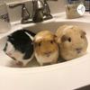 undefined Guinea pig corner