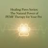undefined Healing Paws Series: The Natural Power of PEMF Therapy for Your Pet