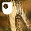 undefined Investigating spiders: life on a thread - for iPod/iPhone