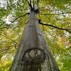 undefined Podwalk Amelisweerd