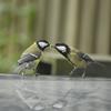 undefined Vogel-Praat