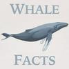 undefined Whale Facts
