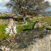 Podcast A Cambodian girl living abroad