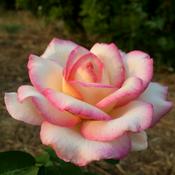 Podcast "Davis Garden Show and Beyond" on KDRT