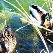 Podcast Der xyz Podcast