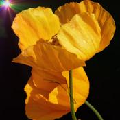 Podcast Discovering The Light Within