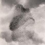 Podcast Een zwerm spreeuwen - een mozaïekvertelling