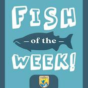 Podcast Fish of the Week!