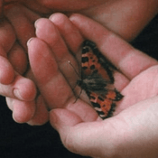 Fragile Wing voor SRM survivors