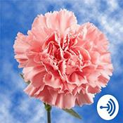 Podcast Kia