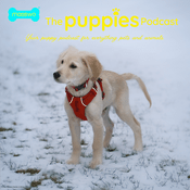 Podcast Masswo's The Puppies Podcast