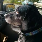 Podcast Moderately Prepared, The Podcast