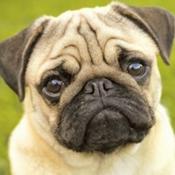 Podcast P.U.G Podcast