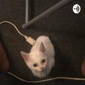 Podcast Palmtree cannon Real talk pod cast