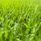 Podcast The Yard Work With PresButtons And Nearboot