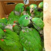 Podcast Tráfico Ilegal De flora Y Fauna