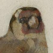 Podcast Vogelbescherming X Mauritshuis