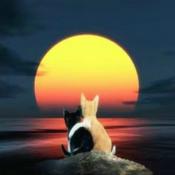 Podcast 月舞情感美文欣赏