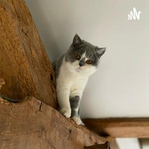 Luister naar Blij met je Brit! Over Brits Korthaarkatten! in de app