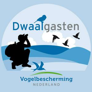 Luister naar Dwaalgasten in de app